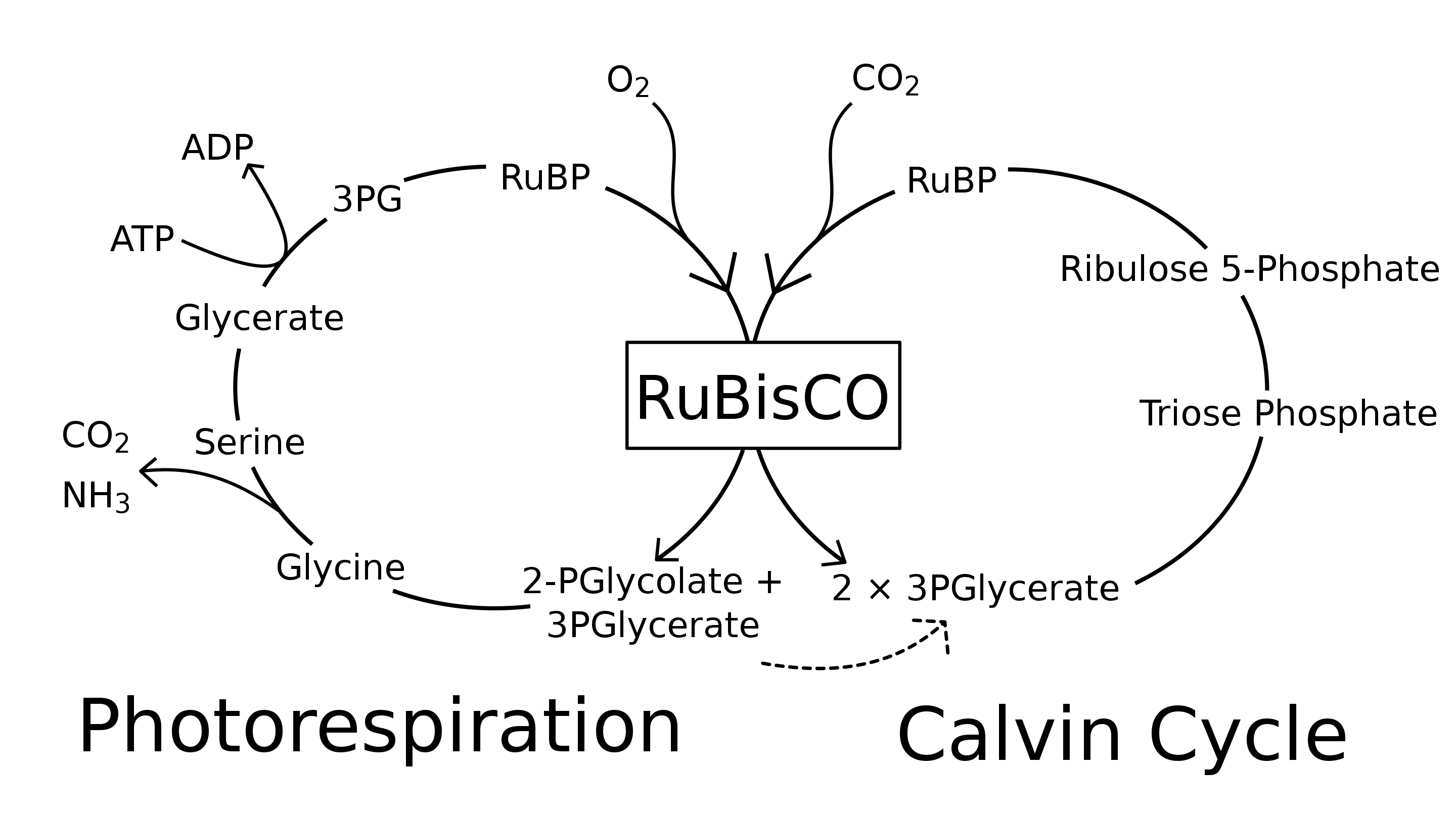 Rubisco Photosynthesis vs Photorespiration.jpg