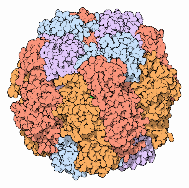 Rubisco Structure.jpg