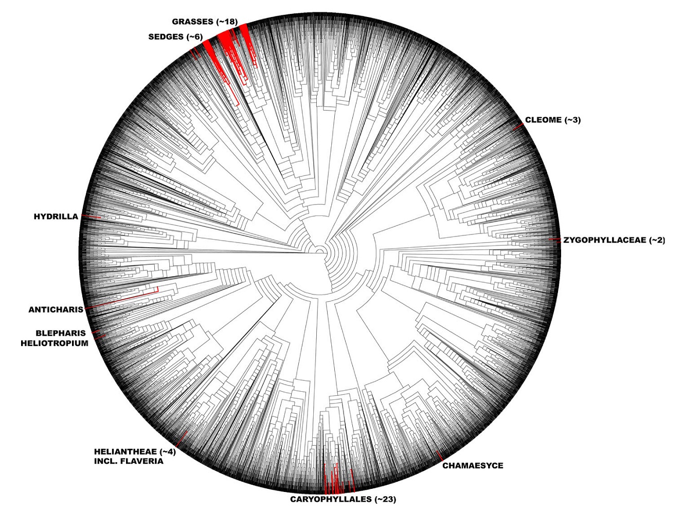 Circle-Tree Figure of C4 Origins.jpg