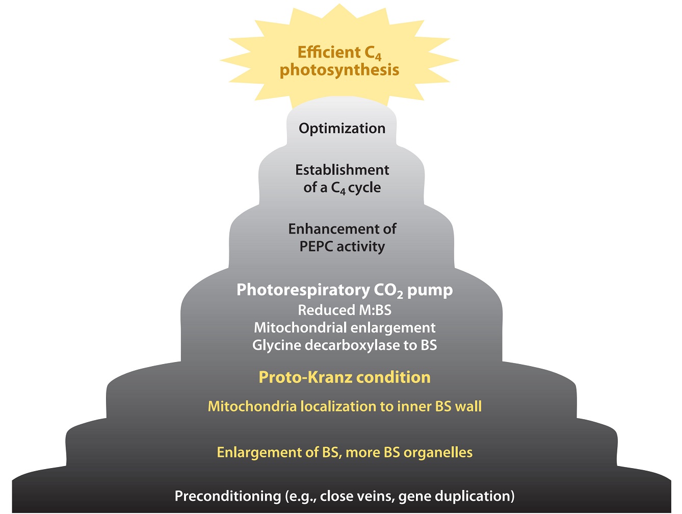 Stepwise Model.jpg