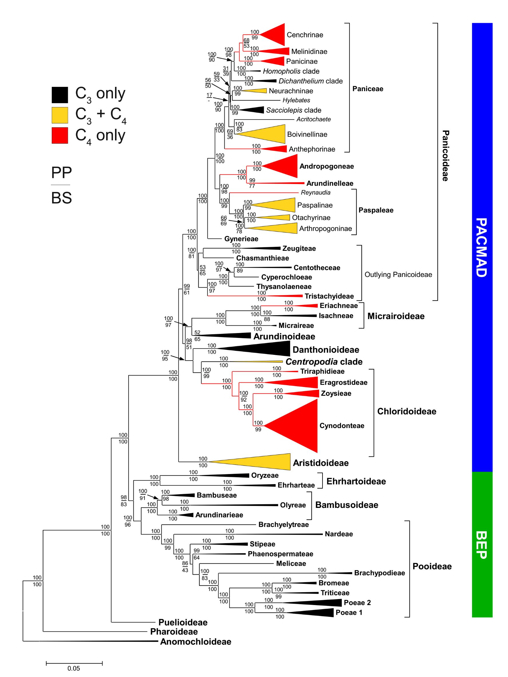 Grass-Phylogeny&C4-Lineages.jpg