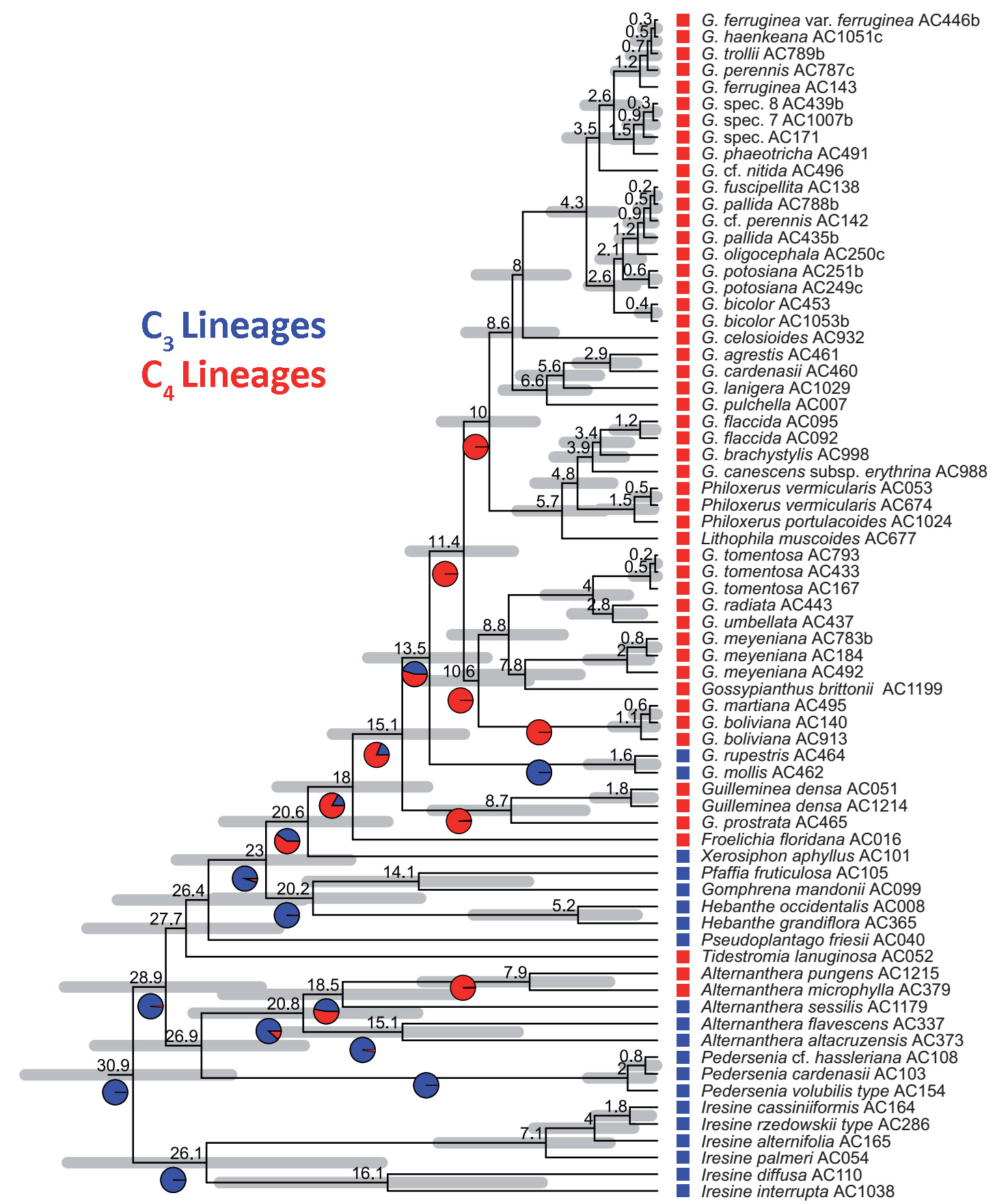 Phylogeny-of-Gomphrena.jpg