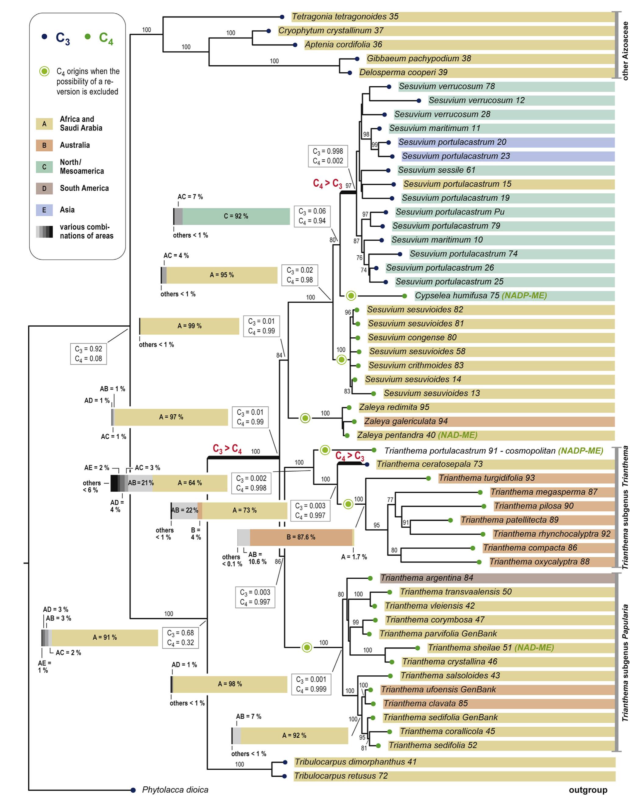 Phylogeny-of-Sesuvioideae.jpg